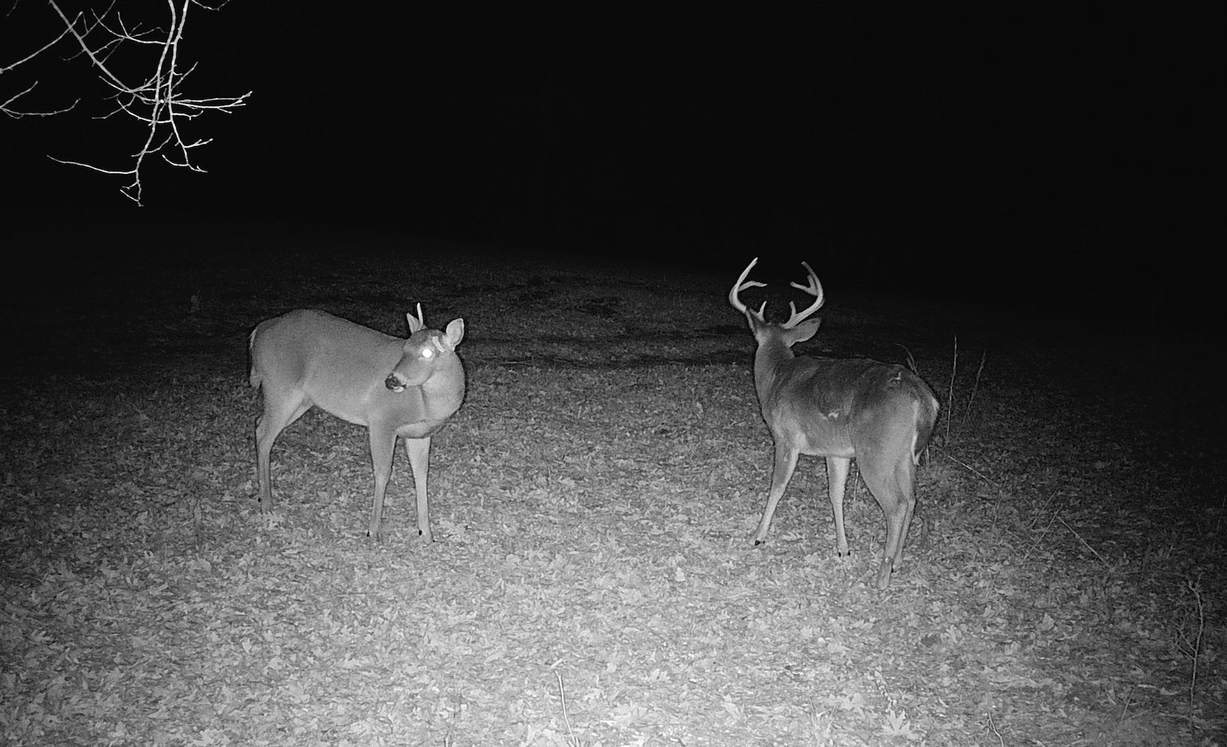 Trail cam